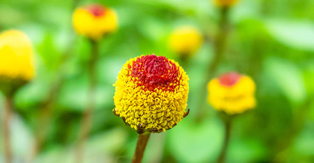 Electric Daisy